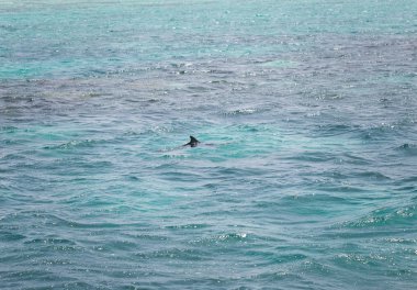 Vahşi yunuslar ile mavi deniz suyu 