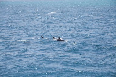 Vahşi yunuslar ile mavi deniz suyu 