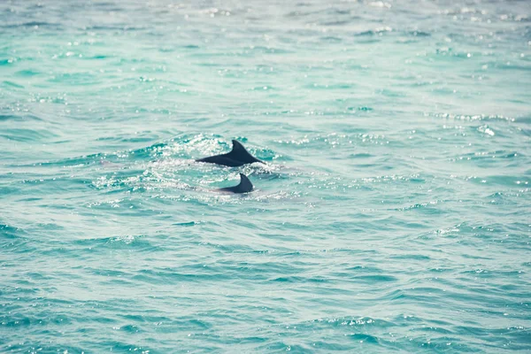 Γαλάζιο Θαλασσινό Νερό Άγρια Δελφίνια — Φωτογραφία Αρχείου