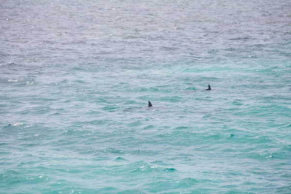 Água Mar Azul Com Golfinhos Selvagens — Fotografia de Stock