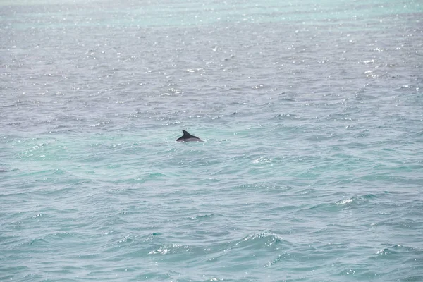 蓝海水与野生海豚 — 图库照片