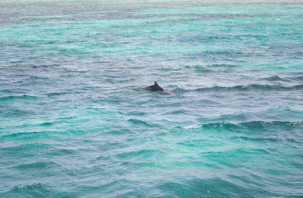 Água Mar Azul Com Golfinhos Selvagens — Fotografia de Stock