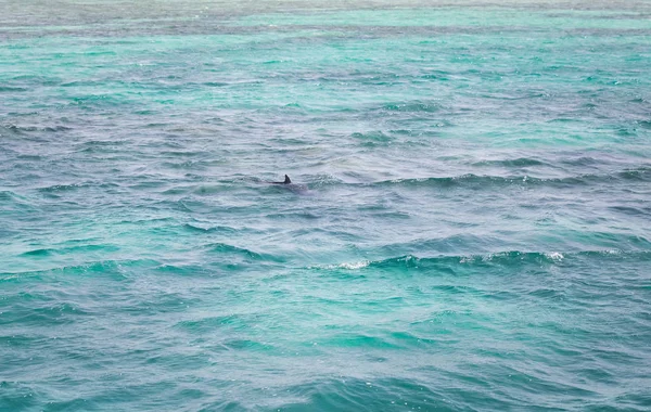 Água Mar Azul Com Golfinhos Selvagens — Fotografia de Stock