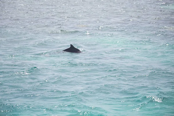 Agua Mar Azul Con Delfines Salvajes —  Fotos de Stock