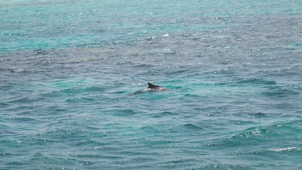 Blue Sea Water Wild Dolphins — Stock Photo, Image