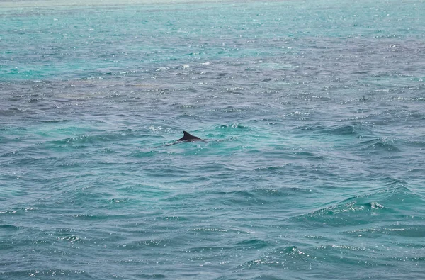 Água Mar Azul Com Golfinhos Selvagens — Fotografia de Stock