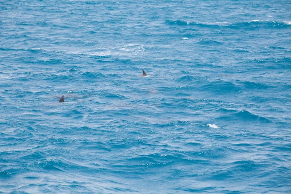 Błękitna Woda Morska Dzikimi Delfinami — Zdjęcie stockowe