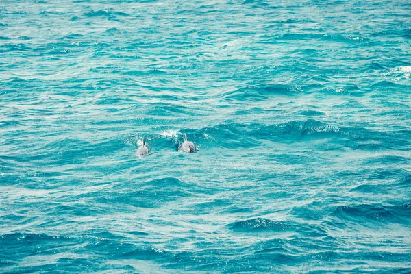 Голубая Морская Вода Дикими Дельфинами — стоковое фото