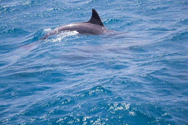 Eau Mer Bleue Avec Dauphins Sauvages — Photo