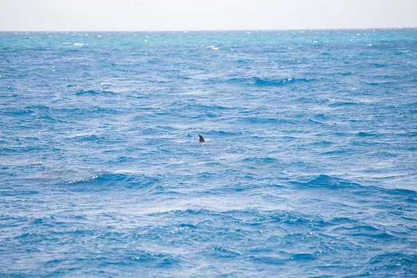 Blue Sea Water Wild Dolphins — Stock Photo, Image