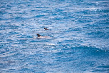 Vahşi yunuslar ile mavi deniz suyu 