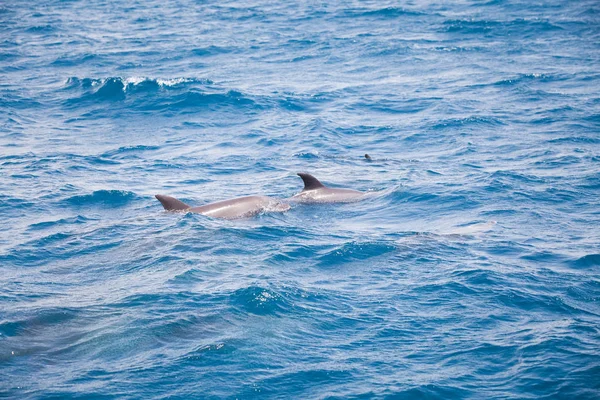 Agua Mar Azul Con Delfines Salvajes —  Fotos de Stock