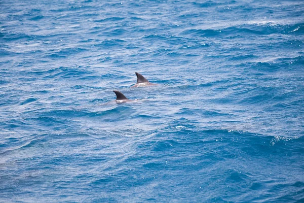 Agua Mar Azul Con Delfines Salvajes —  Fotos de Stock