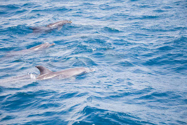 Blue sea water with wild dolphins 