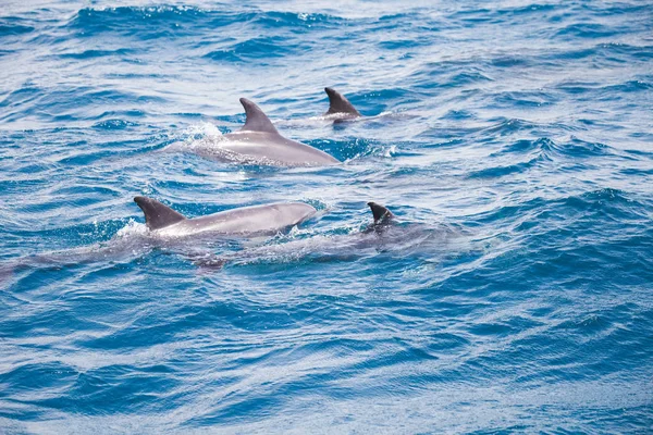 Agua Mar Azul Con Delfines Salvajes — Foto de Stock