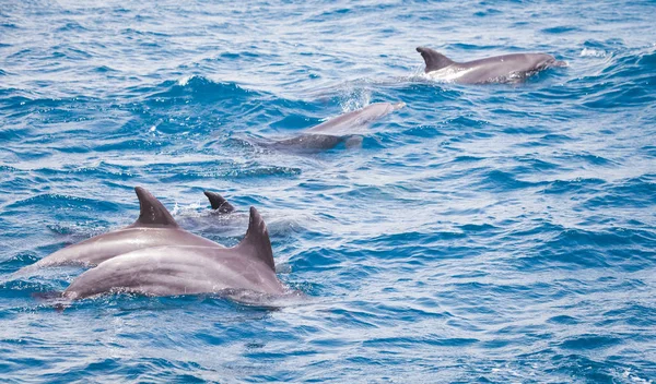 Голубая Морская Вода Дикими Дельфинами — стоковое фото