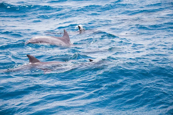 Acqua Blu Mare Con Delfini Selvatici — Foto Stock