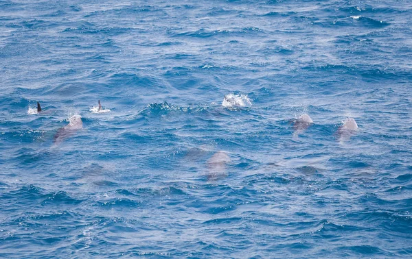 Eau Mer Bleue Avec Dauphins Sauvages — Photo