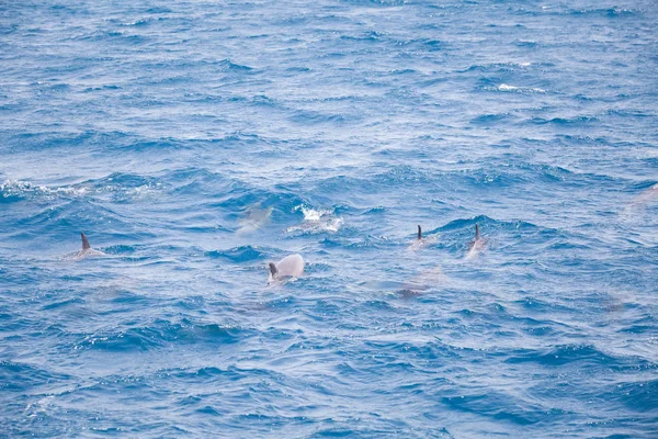 Eau Mer Bleue Avec Dauphins Sauvages — Photo