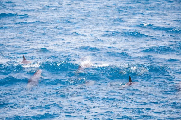 Agua Mar Azul Con Delfines Salvajes —  Fotos de Stock