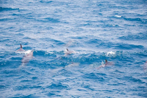 Agua Mar Azul Con Delfines Salvajes —  Fotos de Stock