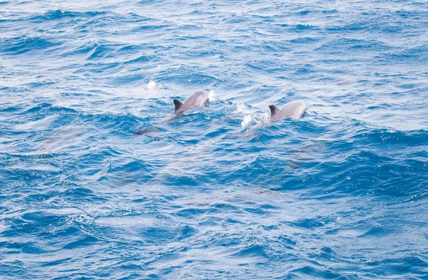 野生のイルカと青い海水 — ストック写真