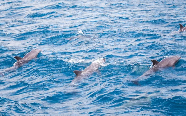 Água Mar Azul Com Golfinhos Selvagens — Fotografia de Stock