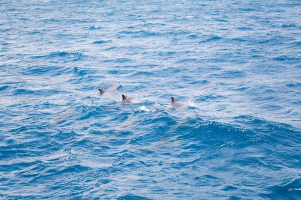 Blått Havsvatten Med Vilda Delfiner — Stockfoto