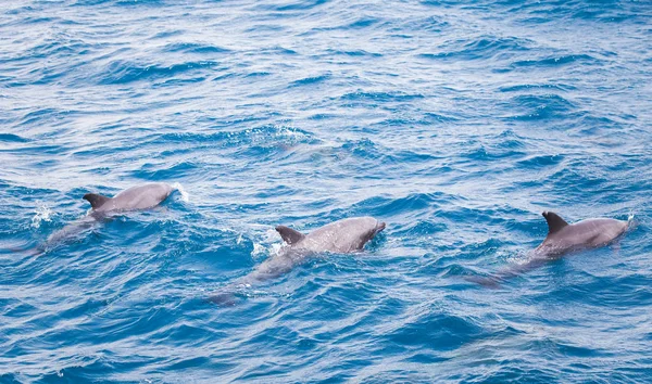 Água Mar Azul Com Golfinhos Selvagens — Fotografia de Stock