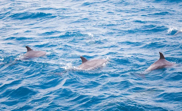 Eau Mer Bleue Avec Dauphins Sauvages — Photo
