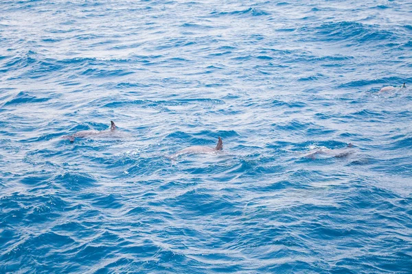 Błękitna Woda Morska Dzikimi Delfinami — Zdjęcie stockowe