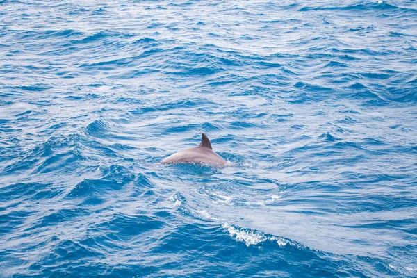 Água Mar Azul Com Golfinhos Selvagens — Fotografia de Stock