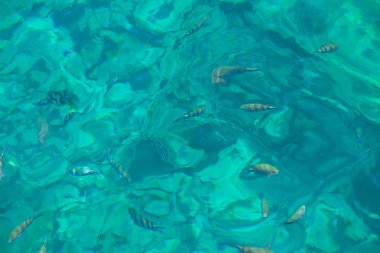 Açık deniz suyunda balık. Şnorkelle Dalış cenneti