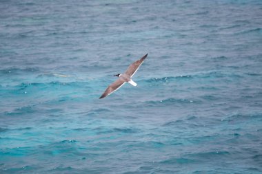Martı uçan yaz deniz arka plan
