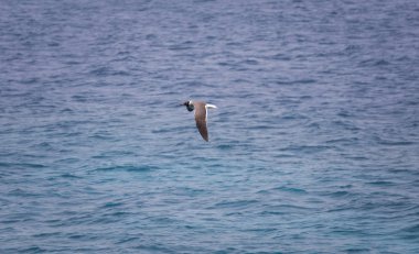 Martı uçan yaz deniz arka plan