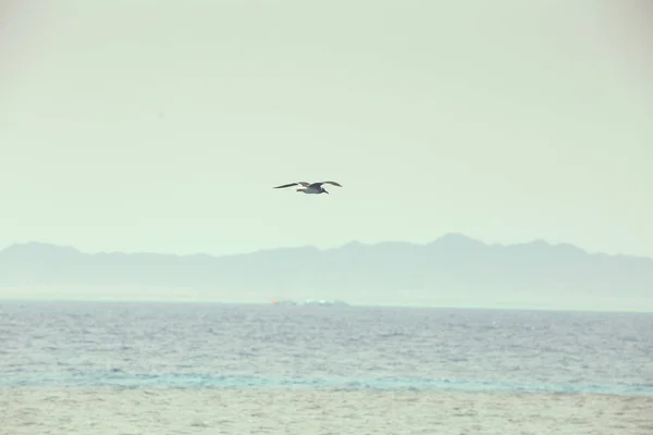 Gaviota Volando Verano Mar Fondo — Foto de Stock