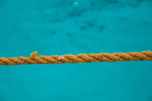 Corda Barca Estate Fondo Mare — Foto Stock