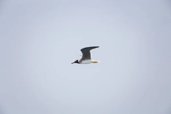 Gaivota Voando Acima Mar — Fotografia de Stock