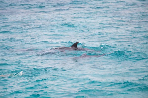 Nadar Con Delfines Salvajes Fondo Verano —  Fotos de Stock