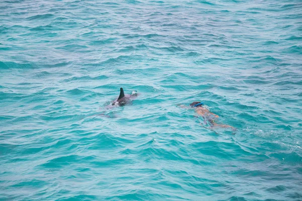Natação Com Golfinhos Selvagens Fundo Verão — Fotografia de Stock