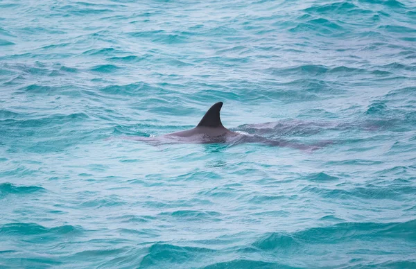 Nager Avec Des Dauphins Sauvages Fond Été — Photo