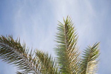 Palmiye ağacı yaz tropikal arka plan bırakır