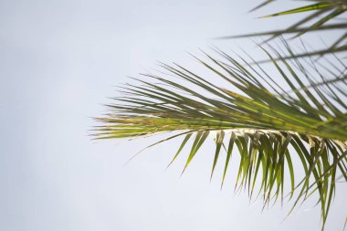 Palmiye ağacı yaz tropikal arka plan bırakır