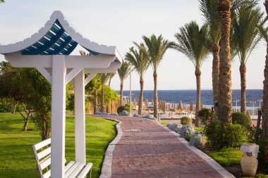 Palmiye ağacı yaz tropikal arka plan bırakır