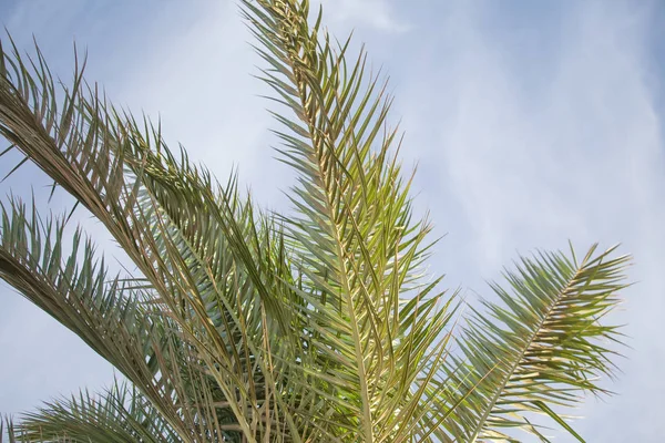 Palmera Hojas Verano Tropical Fondo — Foto de Stock