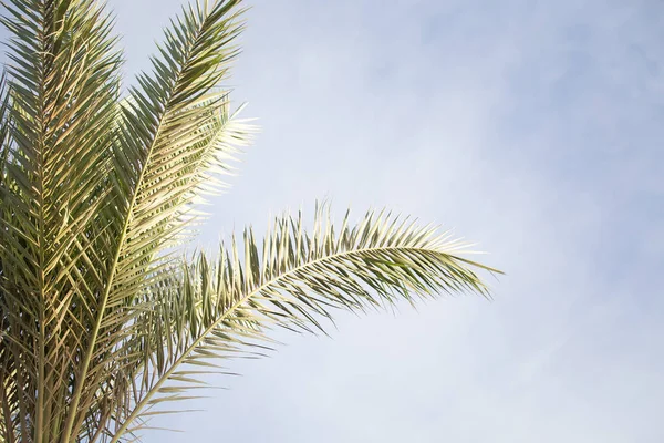 Palmera Hojas Verano Tropical Fondo — Foto de Stock