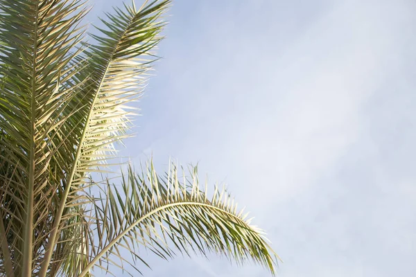 Palmera Hojas Verano Tropical Fondo — Foto de Stock