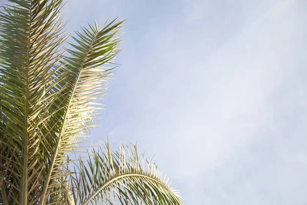 Palmera Hojas Verano Tropical Fondo — Foto de Stock