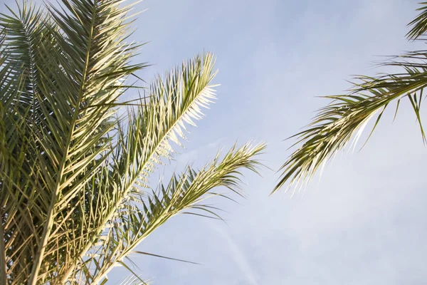 Palmera Hojas Verano Tropical Fondo — Foto de Stock