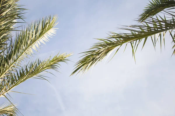 Palmera Hojas Verano Tropical Fondo — Foto de Stock